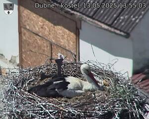 Capi_Dubne_20250513_135503.jpg (1350 x 1080)