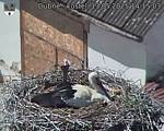 Capi_Dubne_20250513_141503.jpg