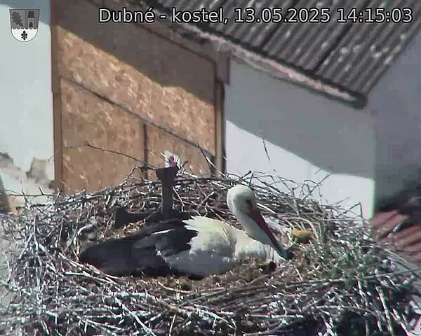 Capi_Dubne_20250513_141503.jpg (1350 x 1080)