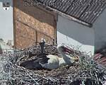 Capi_Dubne_20250513_142002.jpg