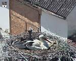 Capi_Dubne_20250513_145003.jpg