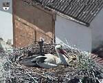 Capi_Dubne_20250513_145503.jpg