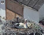 Capi_Dubne_20250513_151502.jpg