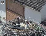 Capi_Dubne_20250513_152003.jpg