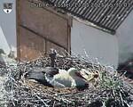 Capi_Dubne_20250513_153003.jpg
