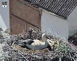 Capi_Dubne_20250513_154003.jpg