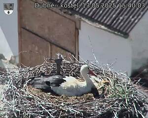 Capi_Dubne_20250513_154003.jpg (1350 x 1080)