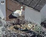 Capi_Dubne_20250513_154503.jpg