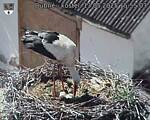 Capi_Dubne_20250513_155503.jpg