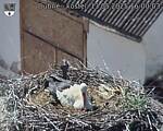 Capi_Dubne_20250513_160003.jpg