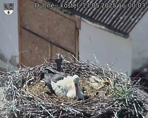 Capi_Dubne_20250513_160003.jpg (1350 x 1080)
