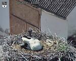 Capi_Dubne_20250513_160502.jpg