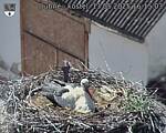 Capi_Dubne_20250513_161503.jpg