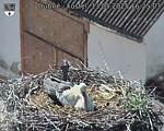 Capi_Dubne_20250513_162503.jpg