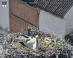 Capi_Dubne_20250513_163502.jpg
