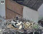 Capi_Dubne_20250513_164502.jpg