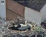Capi_Dubne_20250513_165502.jpg