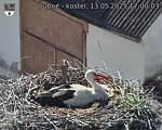 Capi_Dubne_20250513_170003.jpg