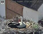 Capi_Dubne_20250513_170503.jpg