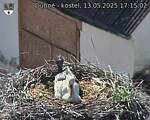 Capi_Dubne_20250513_171502.jpg