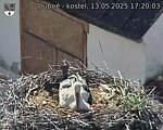 Capi_Dubne_20250513_172003.jpg