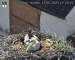 Capi_Dubne_20250513_172503.jpg