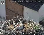 Capi_Dubne_20250513_173003.jpg