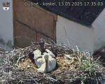 Capi_Dubne_20250513_173503.jpg