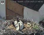 Capi_Dubne_20250513_174002.jpg