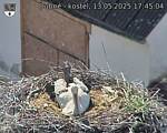 Capi_Dubne_20250513_174504.jpg
