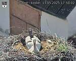 Capi_Dubne_20250513_175002.jpg