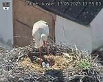 Capi_Dubne_20250513_175503.jpg