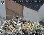 Capi_Dubne_20250513_180002.jpg
