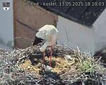 Capi_Dubne_20250513_181003.jpg