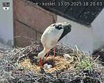 Capi_Dubne_20250513_182003.jpg