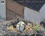 Capi_Dubne_20250513_183002.jpg