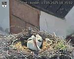 Capi_Dubne_20250513_183502.jpg