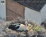 Capi_Dubne_20250513_185003.jpg
