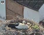 Capi_Dubne_20250513_192503.jpg
