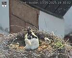 Capi_Dubne_20250513_193002.jpg