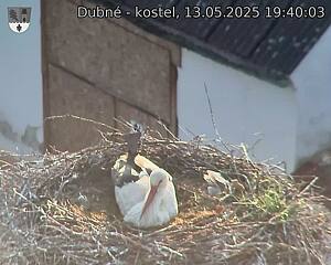 Capi_Dubne_20250513_194003.jpg (1350 x 1080)