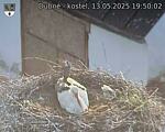 Capi_Dubne_20250513_195002.jpg