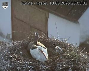 Capi_Dubne_20250513_200503.jpg (1350 x 1080)