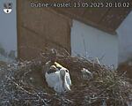 Capi_Dubne_20250513_201002.jpg