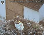 Capi_Dubne_20250513_201502.jpg