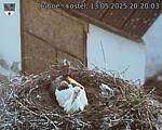 Capi_Dubne_20250513_202003.jpg