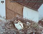 Capi_Dubne_20250513_202503.jpg
