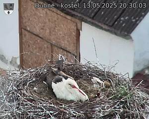 Capi_Dubne_20250513_203003.jpg (1350 x 1080)