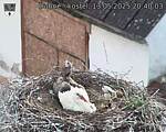Capi_Dubne_20250513_204003.jpg