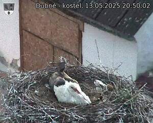 Capi_Dubne_20250513_205002.jpg (1350 x 1080)
